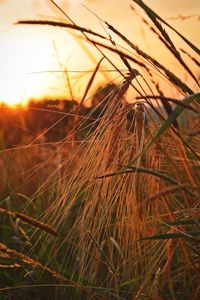 Close-up of wheat growing on field against sky at sunset