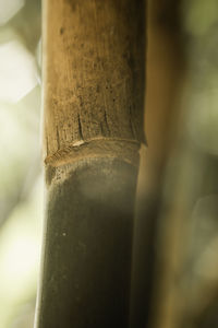 Close-up of leaf