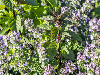 Close-up of purple flowering plants