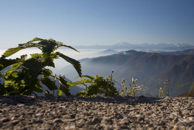 Plants growing on landscape against sky