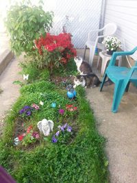 Plants growing in backyard
