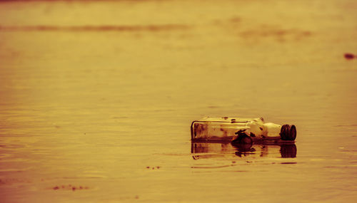 People photographing on beach during sunset