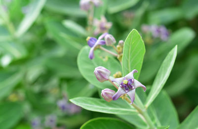 Close-up of purple flowering plant