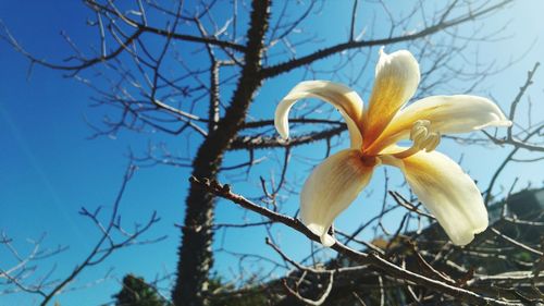 Low angle view of flowers on tree