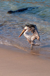 View of bird on beach