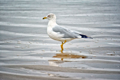 Seagull on water