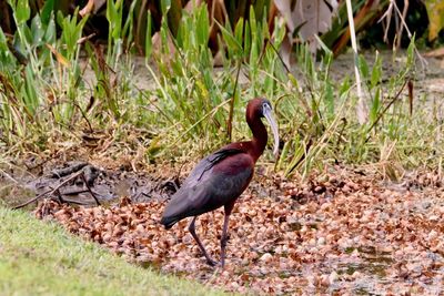 Bird perching on a field