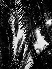 Low angle view of palm tree against sky