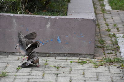 Close-up of bird