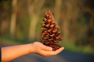 Cropped image of hand holding pine cone