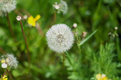 Close-up of dandelion