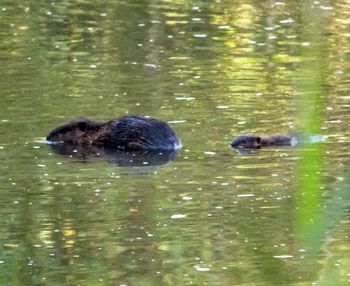 Ducks swimming in lake