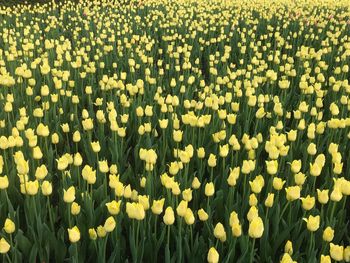 Close-up of yellow flowering plants on field