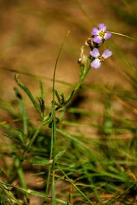 Close-up of purple flowering plant on field