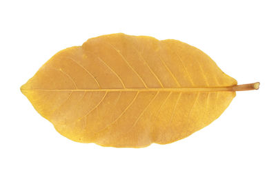 Close-up of autumn leaf against white background