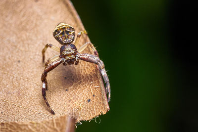 Close-up of spider