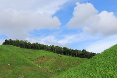 Scenic view of farm against sky