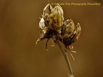 Close-up of wilted flower