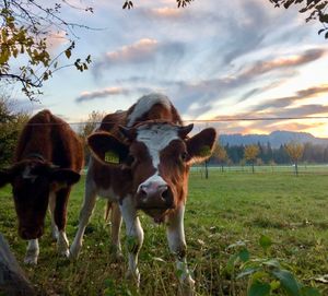 Cows standing in a field