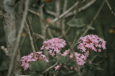 Close-up of pink flowering plants