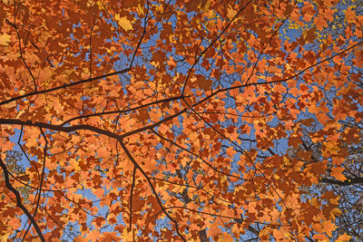 Low angle view of maple tree