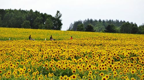 Yellow flowers growing in field