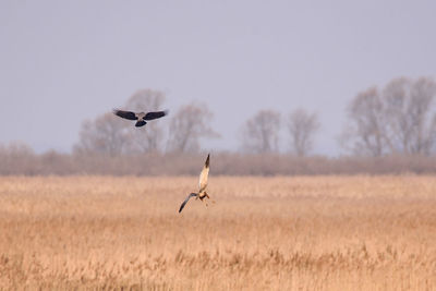 Bird flying against clear sky