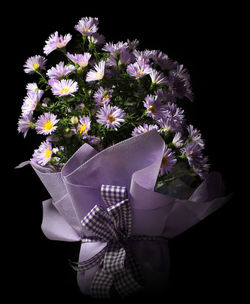 Close-up of purple flower against black background