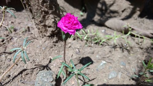 Close-up of pink flower blooming on field