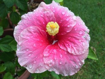 Close-up of wet pink flower blooming outdoors