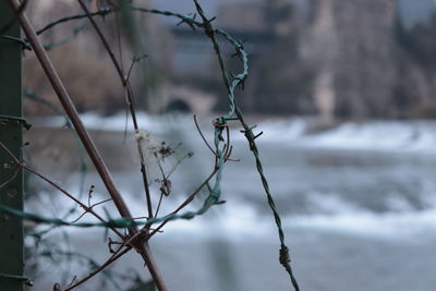 Close-up of plants against blurred background