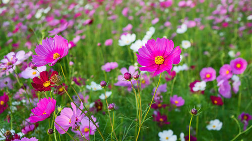 Close-up of pink cosmos flowers on field