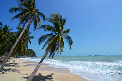 Palm trees on beach against clear sky