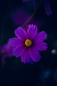 Close-up of purple flower