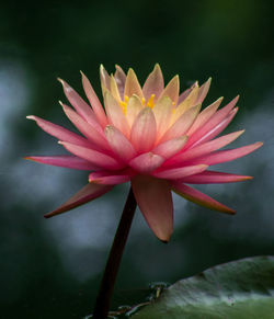 Close-up of flower against blurred background