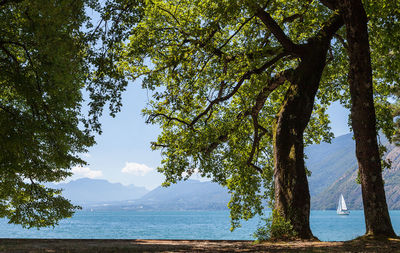 Trees by sea against sky