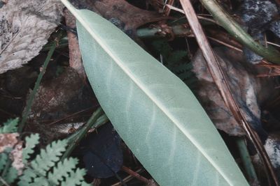 High angle view of plant growing on land