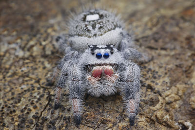 High angle view of spider on field