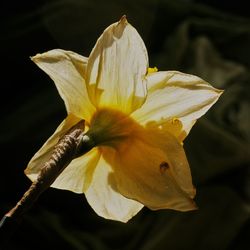 Close-up of yellow lily