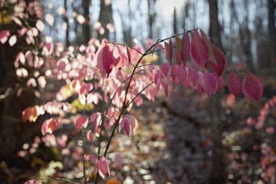 Close-up of pink cherry blossoms in spring