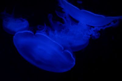 Close-up of jellyfish against blue background