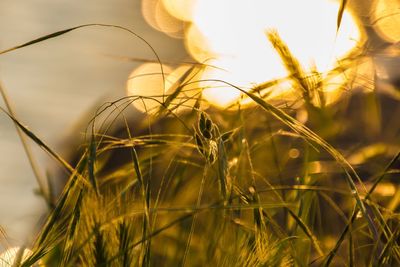 Close-up of grass growing outdoors