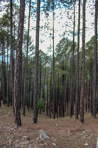 Trees growing in forest