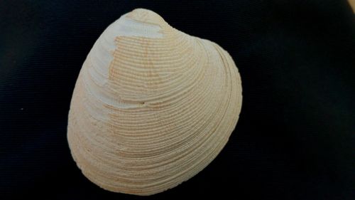 Close-up of seashell against black background