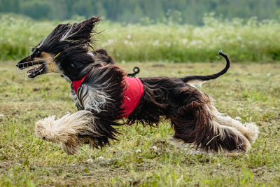 Afghan borzoi dog running fast and chasing lure across green field at dog racing competion