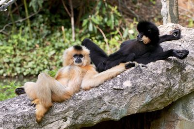 Two apes relaxing on a stone like humans