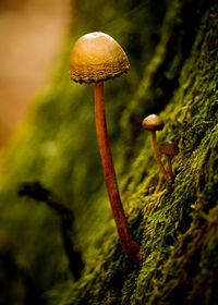 Close-up of mushroom growing in forest