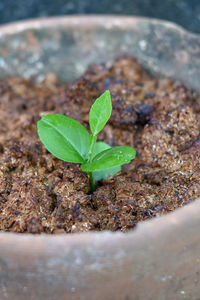 Close-up of small plant