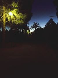 View of trees at night