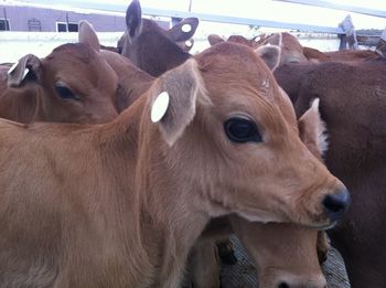 Close-up of cows